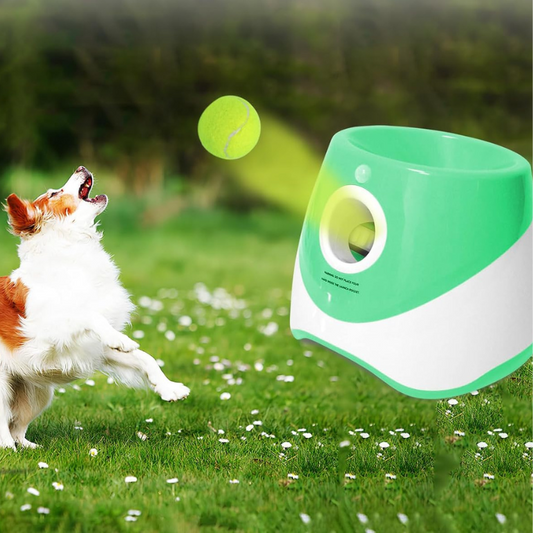 Fun & Fitness for Dogs